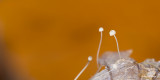 Kleine beukenbladmycena - Mycena capillaris