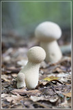 Parelstuifzwam - Lycoperdon perlatum