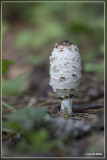 Geschubde inktzwam - Coprinus comatus