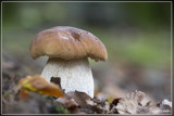 Gewoon Eekhoorntjesbrood - Boletus edulis