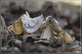 _MG_0843.jpg Witte kluifzwam - Helvella crispa
