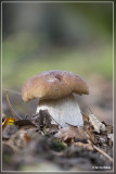 _MG_1027.jpg Gewoon eekhoorntjesbrood - Boletus edulis