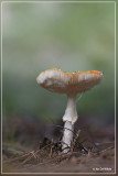 Vliegenzwam - Amanita muscaria