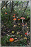Vliegenzwam - Amanita muscaria