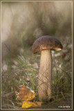 Gewone berkenboleet - Leccinum scabrum