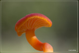 Gewoon vuurzwammetje - Hygrocybe miniata
