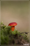Gewoon vuurzwammetje - Hygrocybe miniata