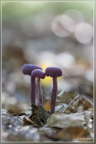 Amethistzwam - Laccaria amethystina