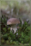 Gewoon eekhoorntjesbrood - Boletus edulis