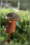 Gewone heksenboleet - Boletus erythropus