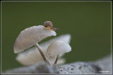 _MG_9951.jpg Porseleinzwam - Oudemansiella mucida