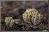 Gele koraalzwam - Ramaria flava