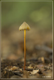 Prachtmycena - Mycena crocata ?