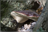 Biefstukzwam - Fistulina hepatica