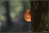 Judasoor - Auricularia auricula-judae
