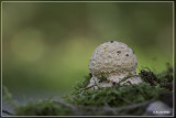 _MG_1065kopie.jpg