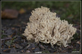 Bloemkoolzwam - Ramaria botrytis ??