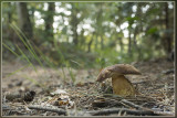 Vroeg eekhoorntjesbrood - Boletus reticulatus ?