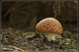 Vliegenzwam - Amanita muscaria