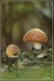 Vliegenzwam - Amanita muscaria