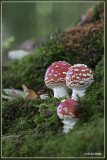Vliegenzwam - Amanita muscaria