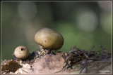 Wortelende aardappelbovist - Scleroderma verrucosum
