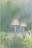 _MG_0237kopie.jpg