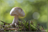 Roestvlekkenzwam - Rhodocollybia maculata
