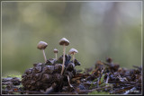 Muizenstaartzwam - Baeospora myosura