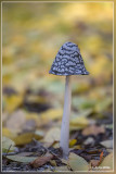 Spechtinktzwam - Coprinopsis picacea