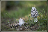 Spechtinktzwam - Coprinopsis picacea