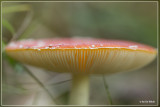 Vliegenzwam - Amanita muscaria