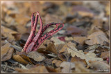 Inktviszwam - Clathrus archeri