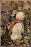 Inktviszwam - Clathrus archeri