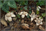 Gekraagde aardster - Geastrum triplex