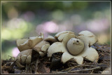 Gekraagde aardster - Geastrum triplex