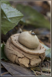 Gekraagde aardster - Geastrum triplex
