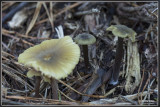 Citroengele satijnzwam - Entoloma pleopodium