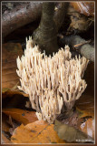 Rechte koraalzwam Ramaria stricta ?