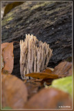 Rechte koraalzwam Ramaria stricta ?