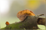 Echt judasoor - Auricularia auricula-judae