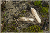 Duinstinkzwam - Phallus hadriani