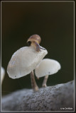 _MG_0062kopie.jpg