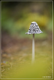 _MG_4624kopie.jpg