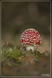 _MG_5209kopie.jpg