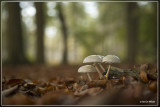 _MG_5304kopie.jpg