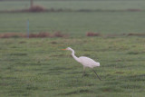 2013-10-30 mastenbroek grote zilver 1 fb.jpg