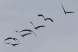 2013-10-31 diepholz kraanvogel 6 fb.jpg