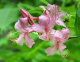 Pink Azalea (Rhododendron prinophylla)