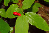 Fly honeysuckle (Lonicera canadensis)